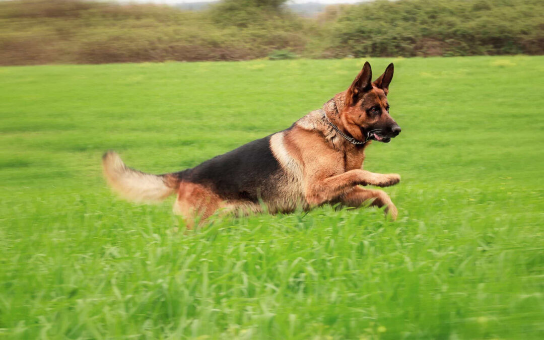Cruciate Ligament Repair Surgery