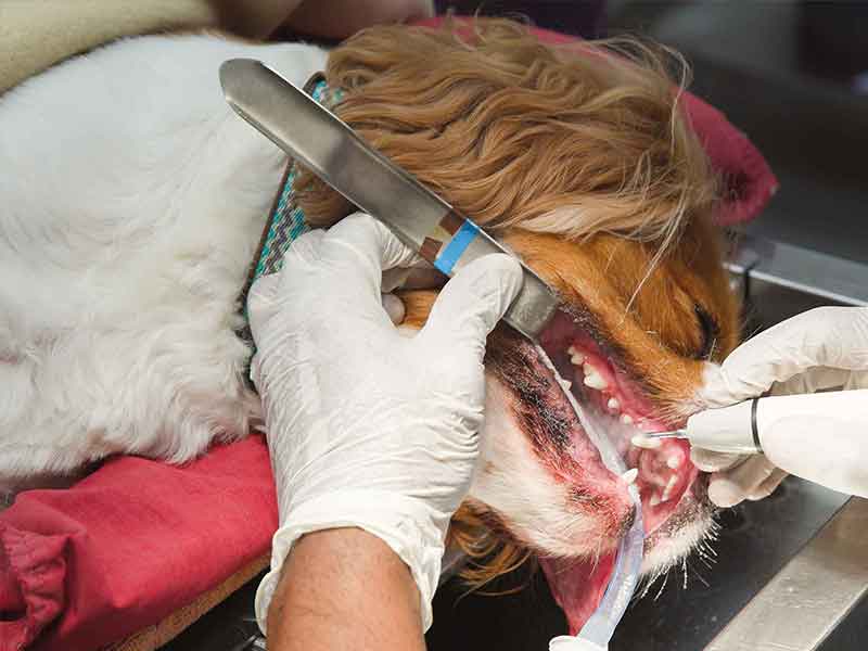 Pet Dentistry