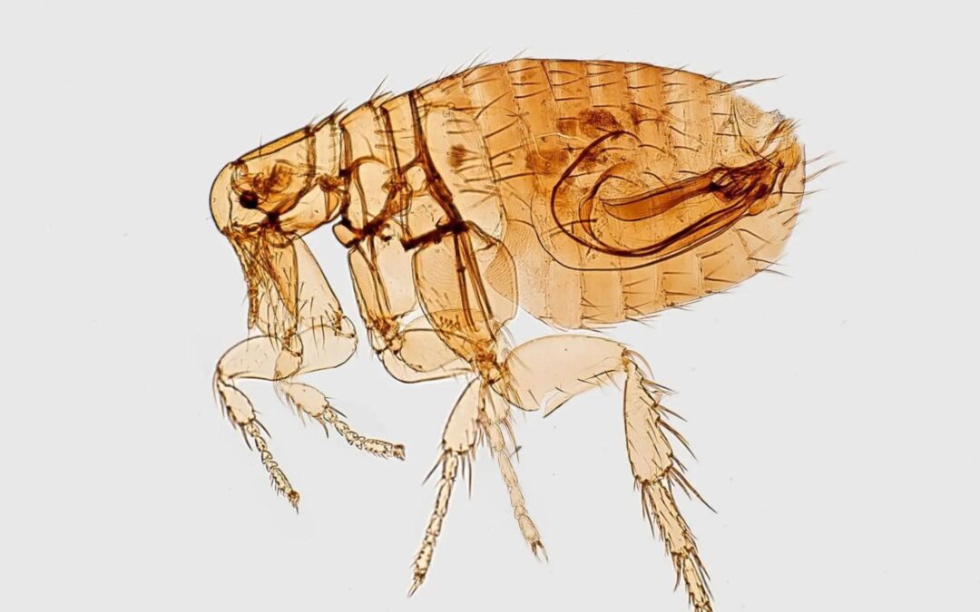 Flea & Parasite Prevention