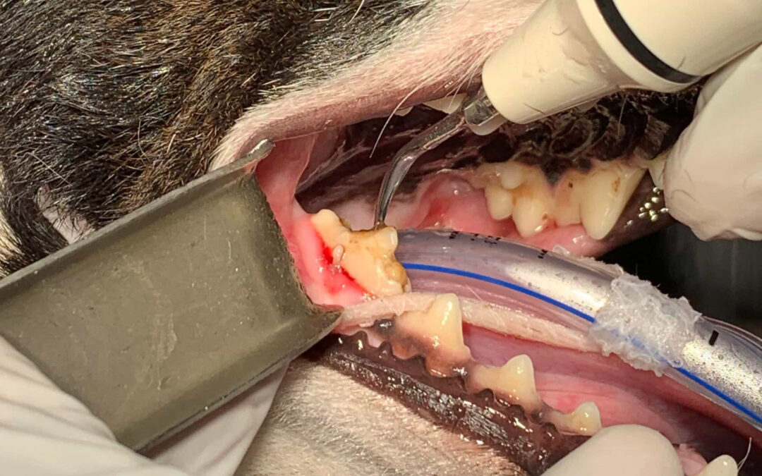 Pet Dentistry