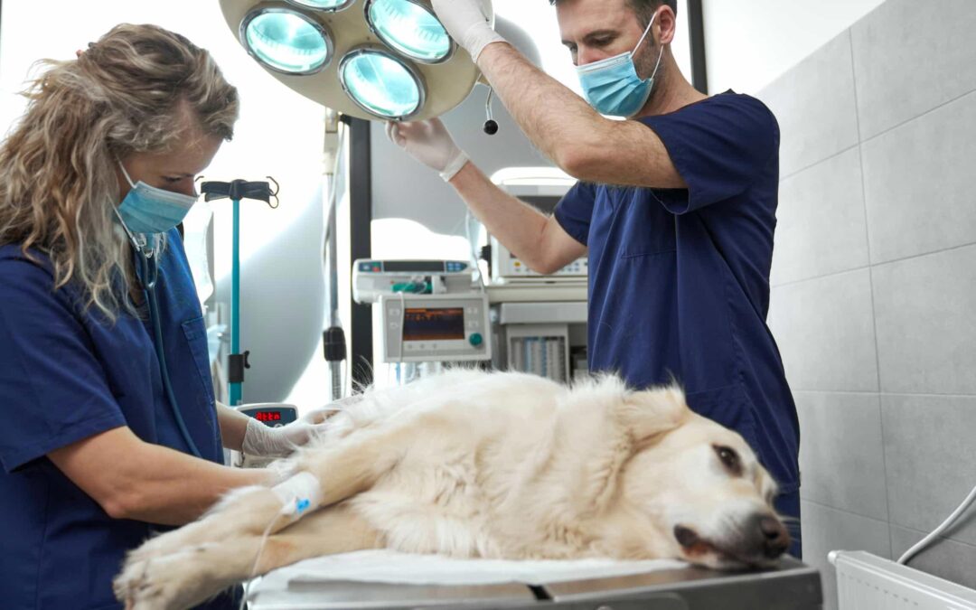Soft Tissue Surgery