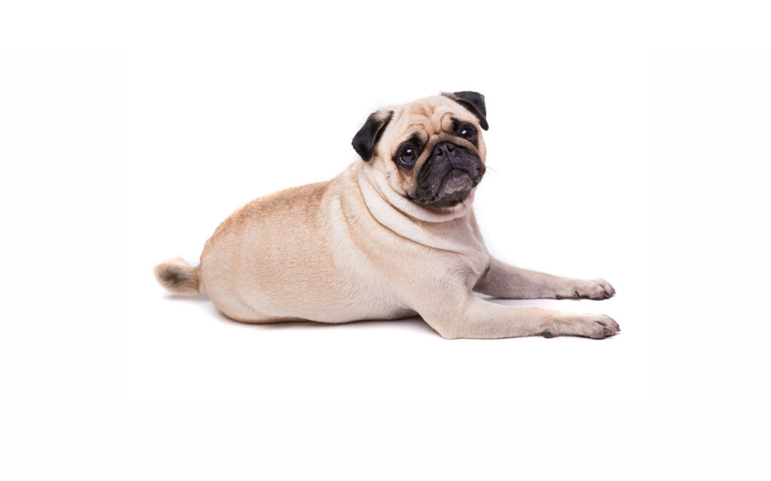 Brachycephalic Obstructive Airway Syndrome (BOAS)